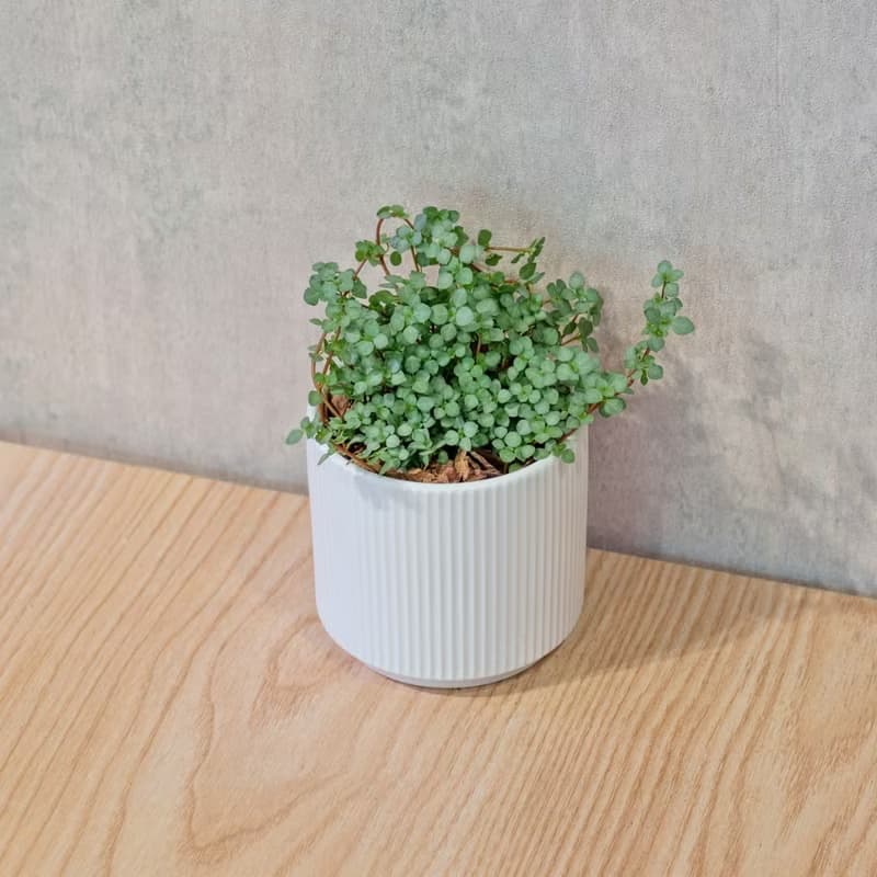 雪花蔓 莫蘭迪色系直紋陶盆 室內植物 觀葉植物 禮物 盆栽