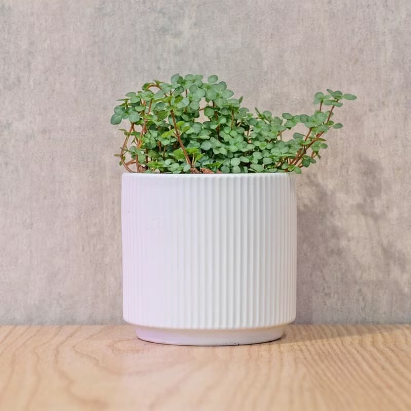 雪花蔓 莫蘭迪色系直紋陶盆 室內植物 觀葉植物 禮物 盆栽