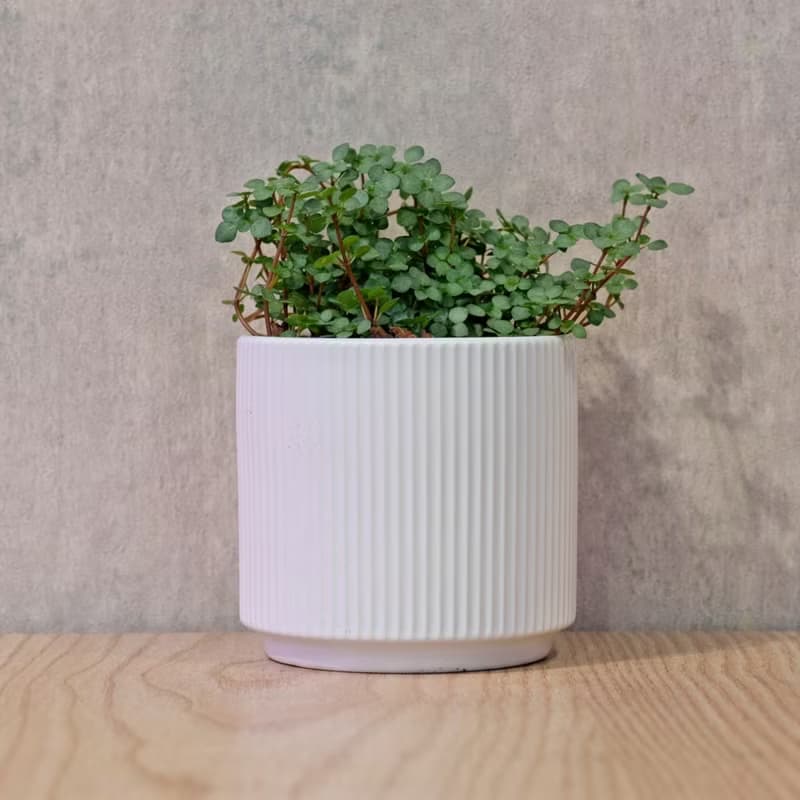 雪花蔓 莫蘭迪色系直紋陶盆 室內植物 觀葉植物 禮物 盆栽