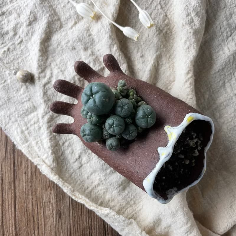 握握小手多肉植物盆栽花器