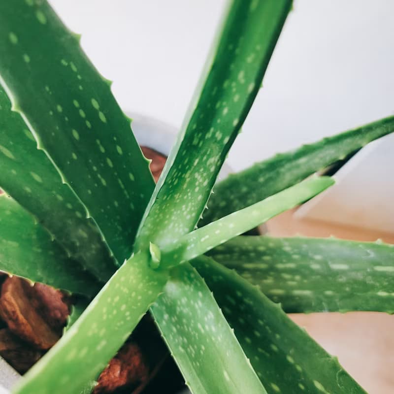 盆空間・蘆薈 室內觀賞植物綠化盆栽植栽 水泥盆 6吋盆