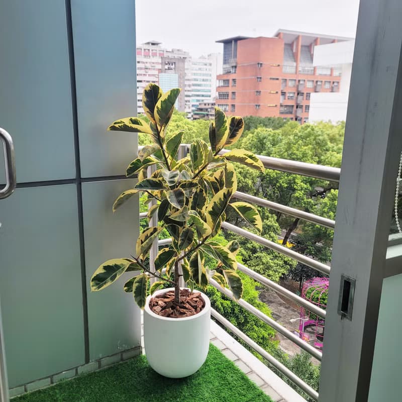 非洲橡膠樹