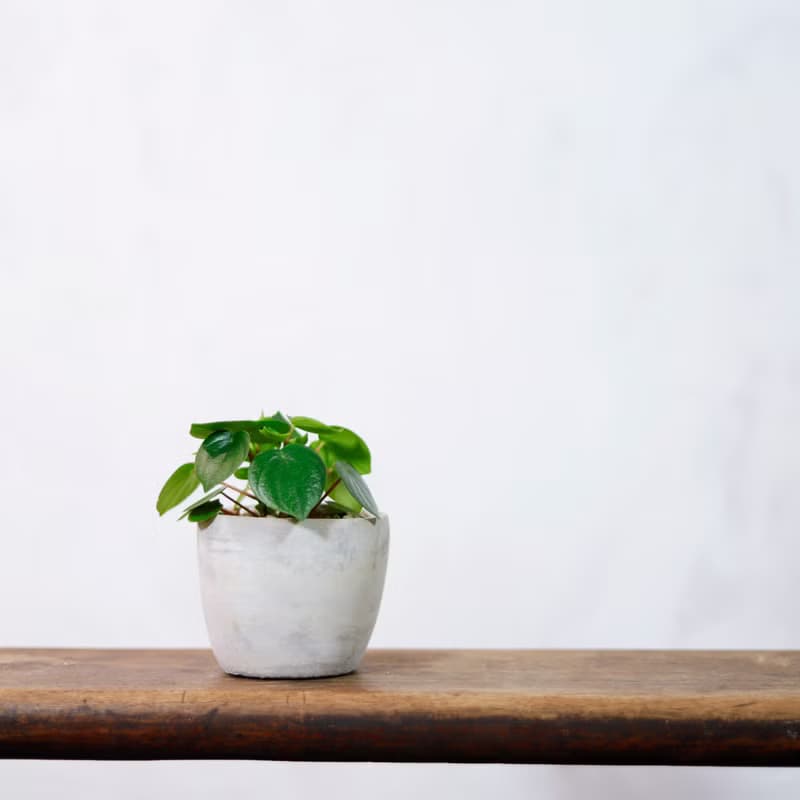 【室內盆栽】心願椒草 盆栽 植栽 幸運草 開幕送禮 升遷送禮