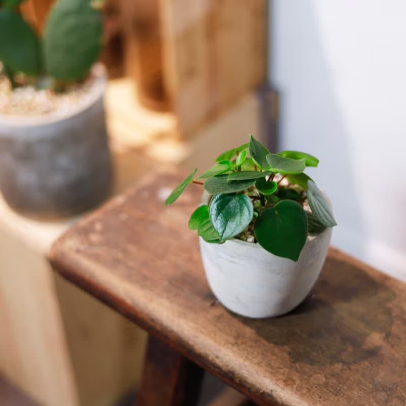 【室內盆栽】心願椒草 盆栽 植栽 幸運草 開幕送禮 升遷送禮