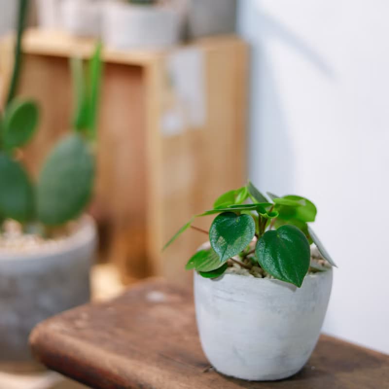 【室內盆栽】心願椒草 盆栽 植栽 幸運草 開幕送禮 升遷送禮