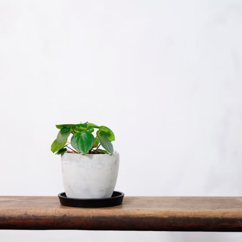 【室內盆栽】心願椒草 盆栽 植栽 幸運草 開幕送禮 升遷送禮