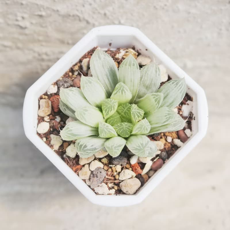 【荳荳多肉】【白斑玉露】喬遷│送禮│升遷│多肉植物