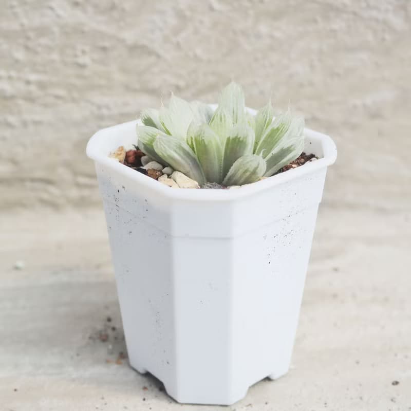 【荳荳多肉】【白斑玉露】喬遷│送禮│升遷│多肉植物