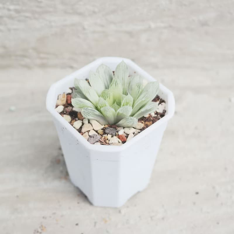 【荳荳多肉】【白斑玉露】喬遷│送禮│升遷│多肉植物