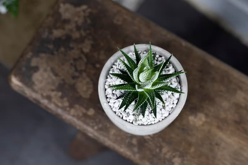 【室內盆栽】十二之卷盆栽 室內植物 綠化 盆栽 植栽 送禮 多肉