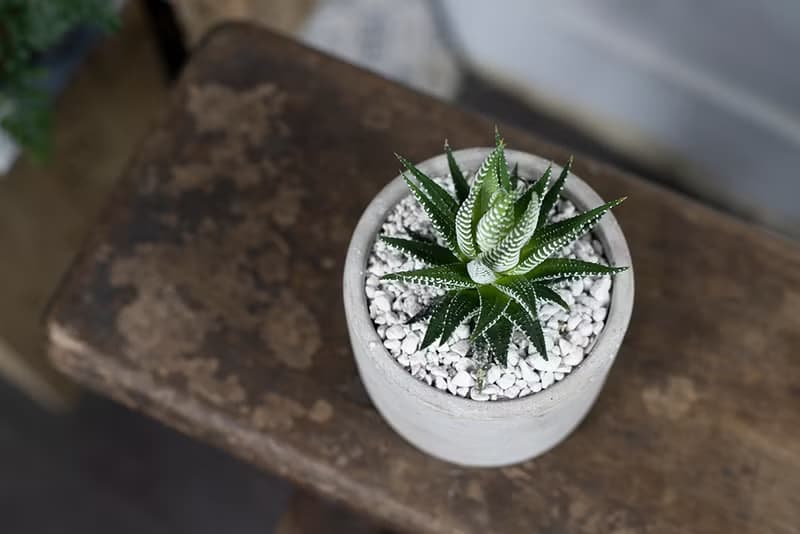 【室內盆栽】十二之卷盆栽 室內植物 綠化 盆栽 植栽 送禮 多肉