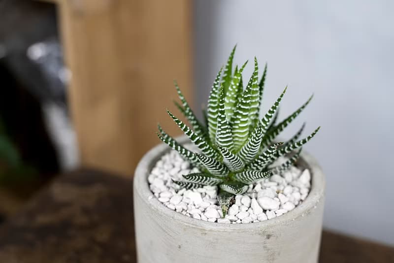 【室內盆栽】十二之卷盆栽 室內植物 綠化 盆栽 植栽 送禮 多肉