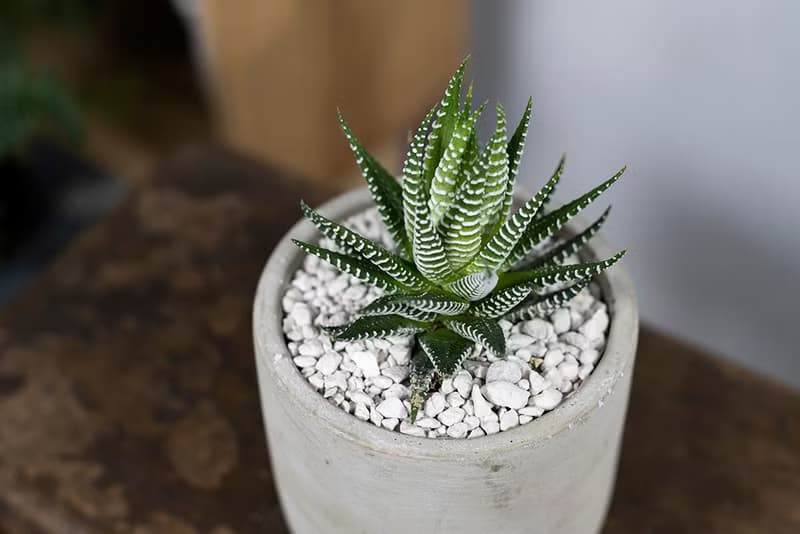 【室內盆栽】十二之卷盆栽 室內植物 綠化 盆栽 植栽 送禮 多肉