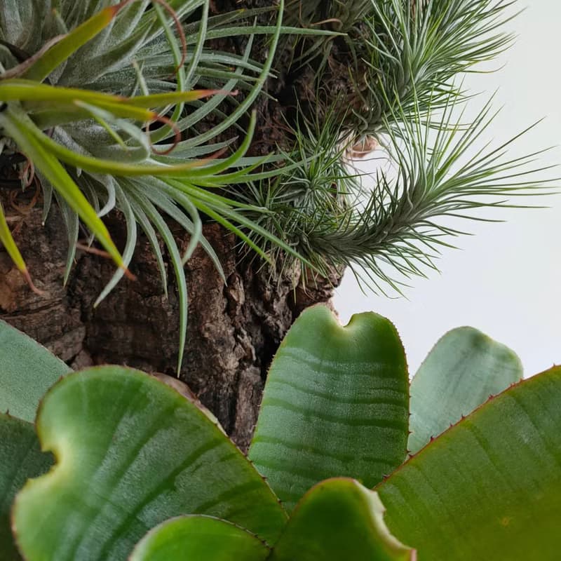 岩壁之森 - 香檳樹皮板植物上板