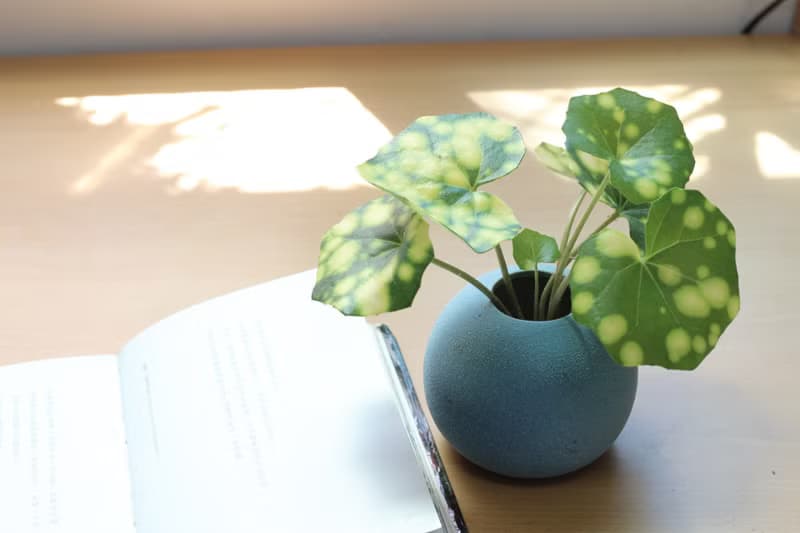 水培植栽│星點山菊_室內植物 辦公室盆栽 店內擺設 送禮