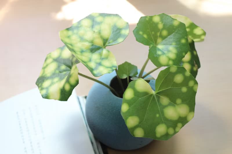 水培植栽│星點山菊_室內植物 辦公室盆栽 店內擺設 送禮