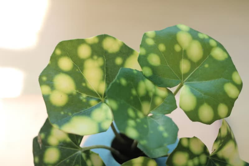 水培植栽│星點山菊_室內植物 辦公室盆栽 店內擺設 送禮