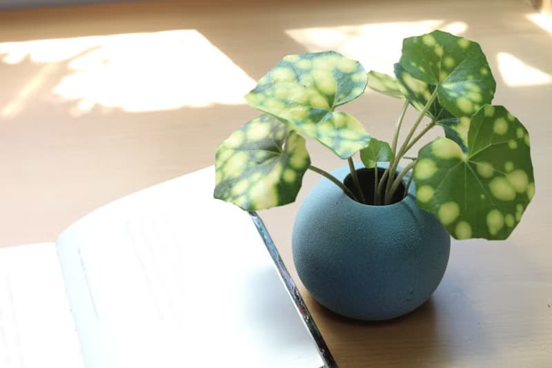 水培植栽│星點山菊_室內植物 辦公室盆栽 店內擺設 送禮