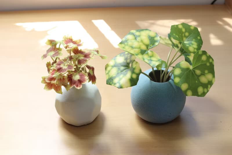 水培植栽│星點山菊_室內植物 辦公室盆栽 店內擺設 送禮