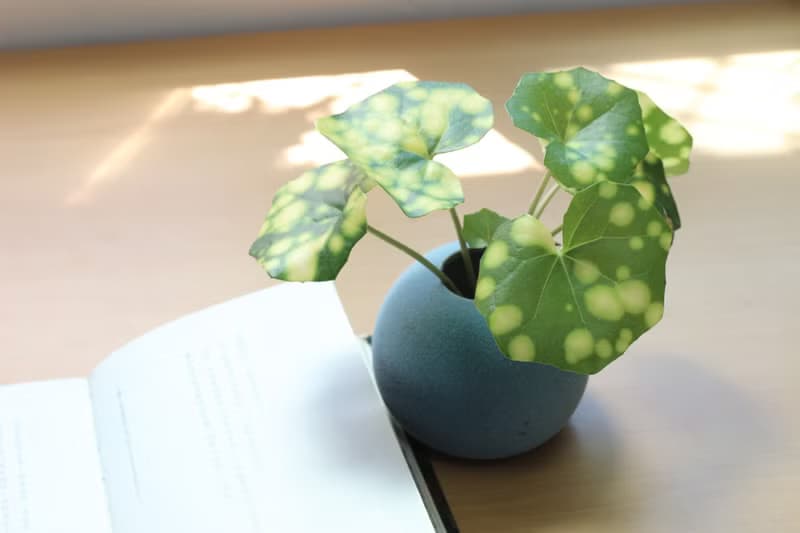 水培植栽│星點山菊_室內植物 辦公室盆栽 店內擺設 送禮