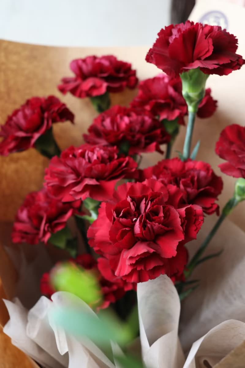 深紅康乃馨鮮花束 2025母親節