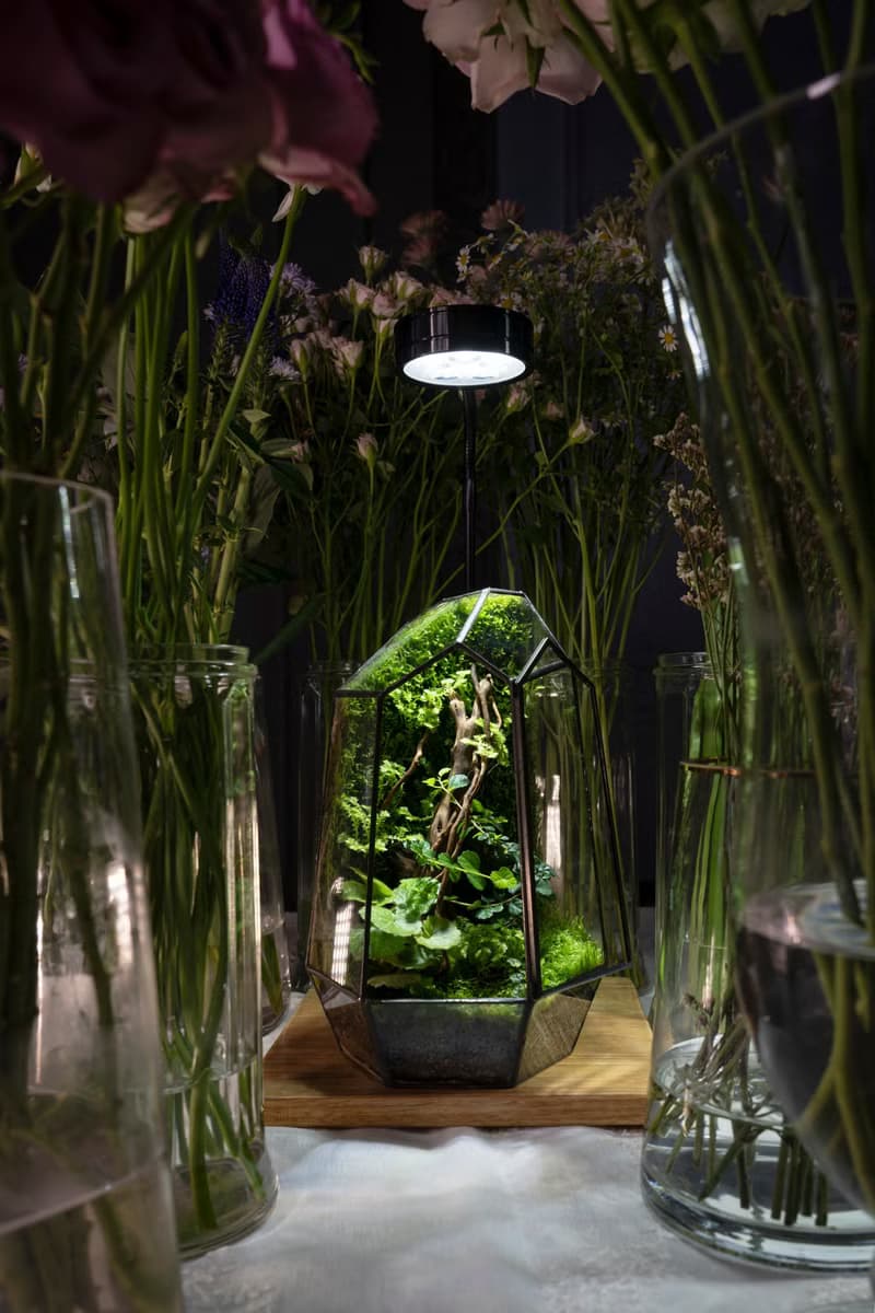 幾何方程式生態缸 | 室內植栽 禮物 附植物燈 好照顧