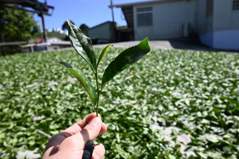 台灣阿里山 樟樹湖高山烏龍茶葉 手採春茶 贈精美環保禮袋