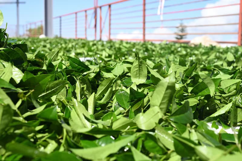 台灣阿里山 樟樹湖高山烏龍茶葉 手採春茶 贈精美環保禮袋