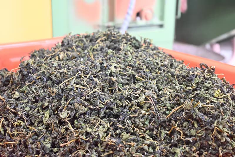 台灣阿里山 樟樹湖高山烏龍茶葉 手採春茶 贈精美環保禮袋