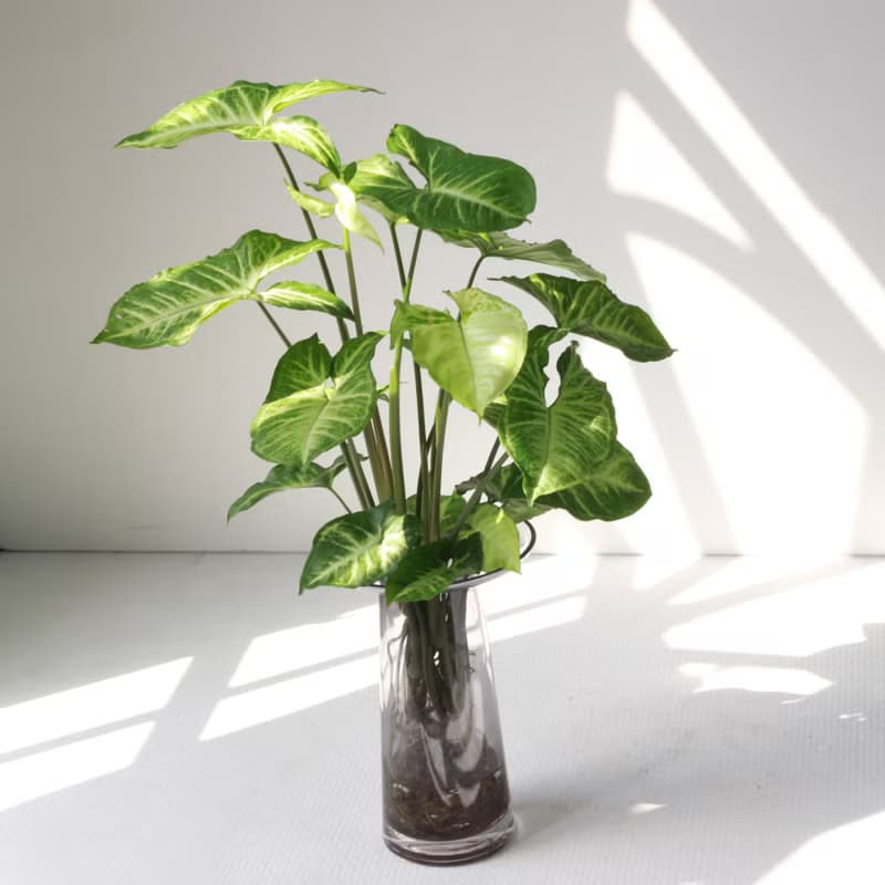 水培植栽│綠精靈合果芋_室內植物 辦公室盆栽 店內擺設