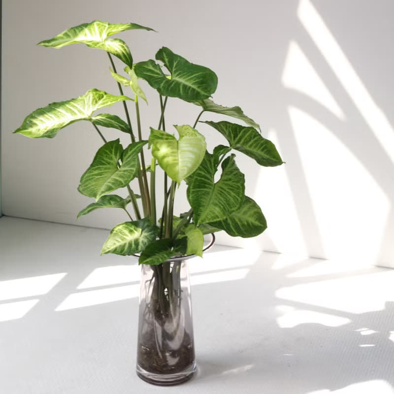 水培植栽│綠精靈合果芋_室內植物 辦公室盆栽 店內擺設
