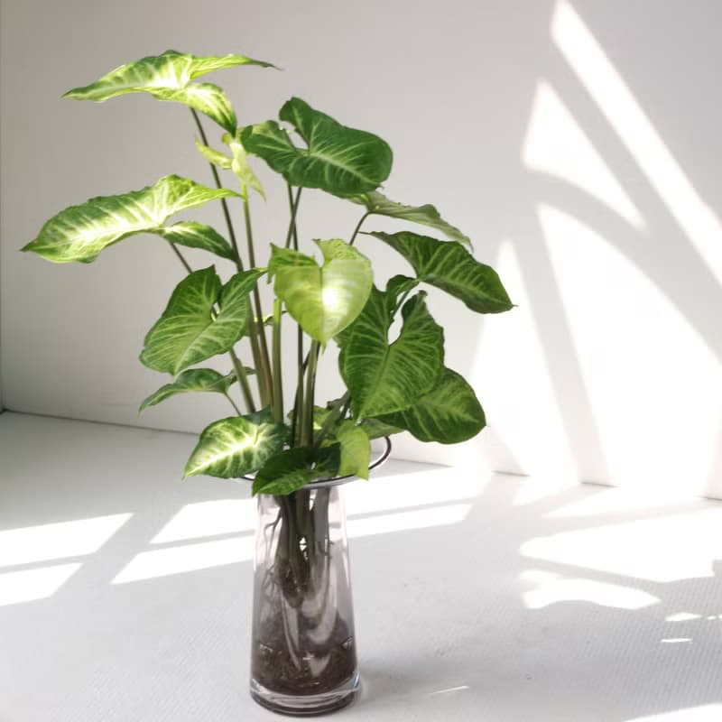 水培植栽│綠精靈合果芋_室內植物 辦公室盆栽 店內擺設