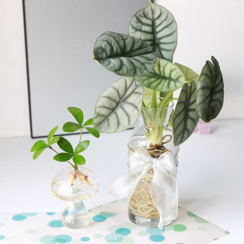 水培植栽│銀龍觀音蓮_室內植物 辦公室盆栽 店內擺設 送禮