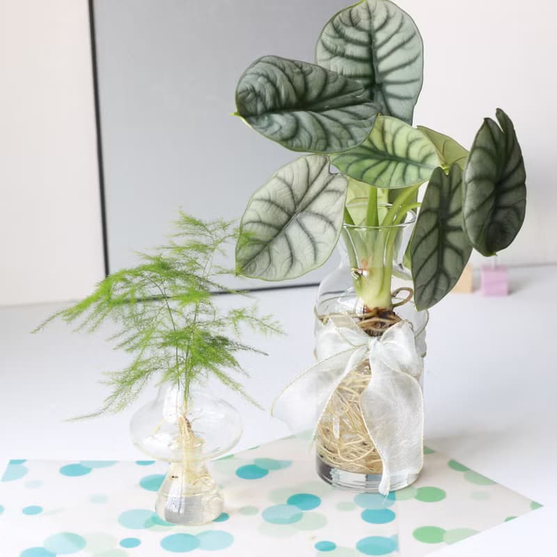 水培植栽│銀龍觀音蓮_室內植物 辦公室盆栽 店內擺設 送禮