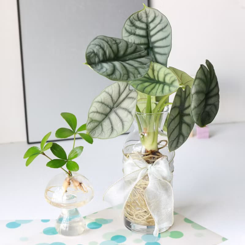 水培植栽│銀龍觀音蓮_室內植物 辦公室盆栽 店內擺設 送禮