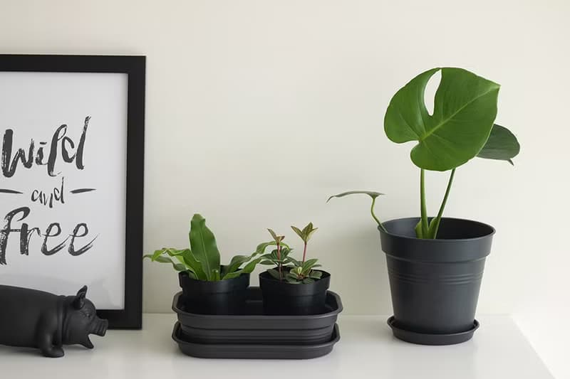 Parallel 白脈椒草_ 室內植栽