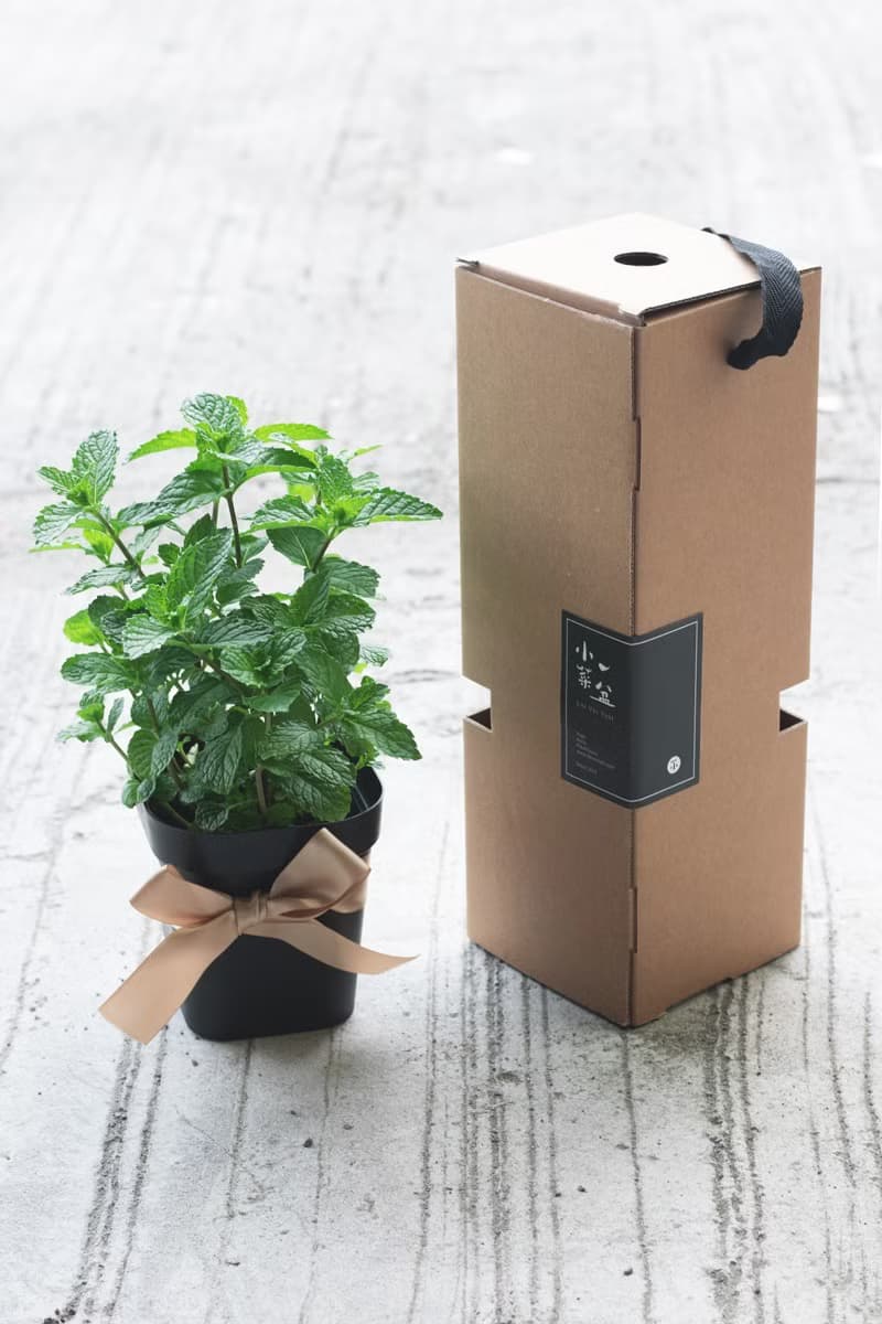 青檸羅勒/海洋之霧迷迭香/尼德蘭綠薄荷-泡茶香草組合 (3盆)