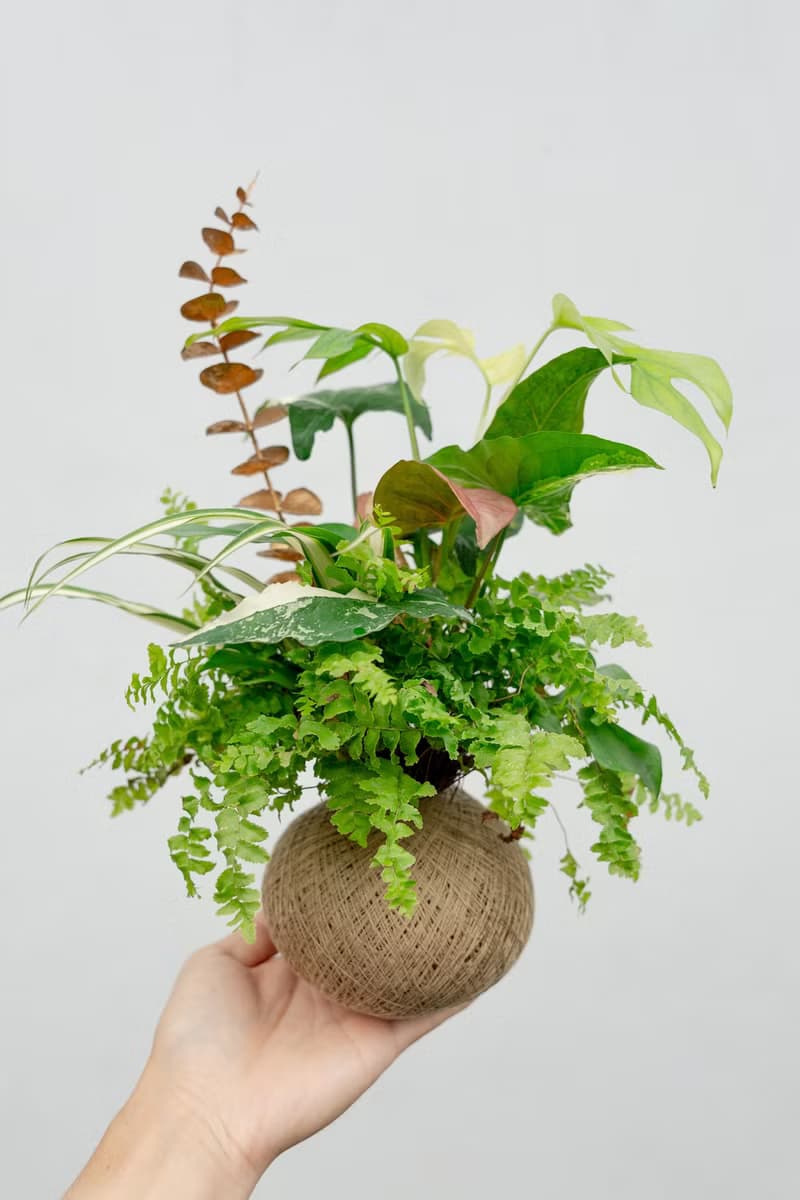植物球 Pro Max