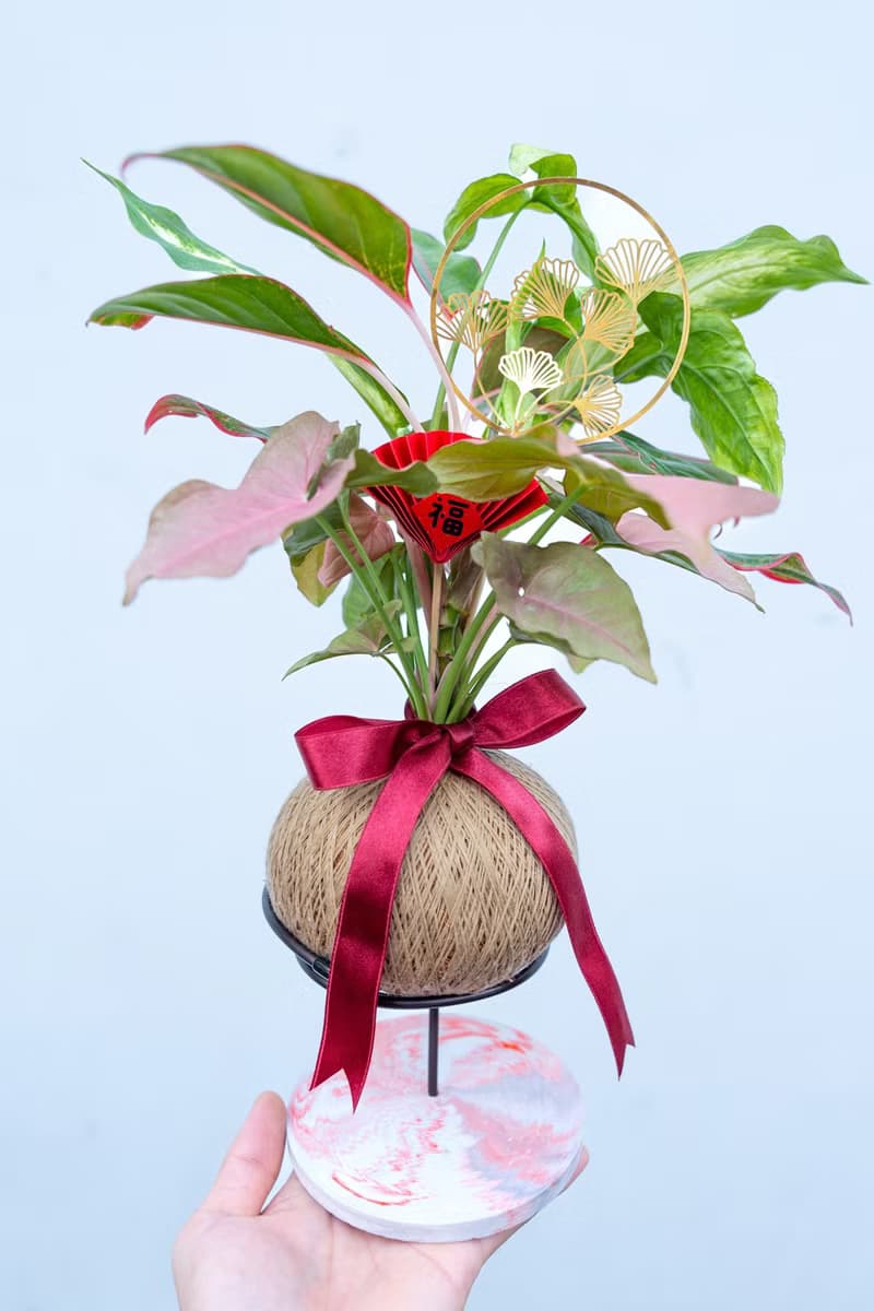 植物球 Pro Max