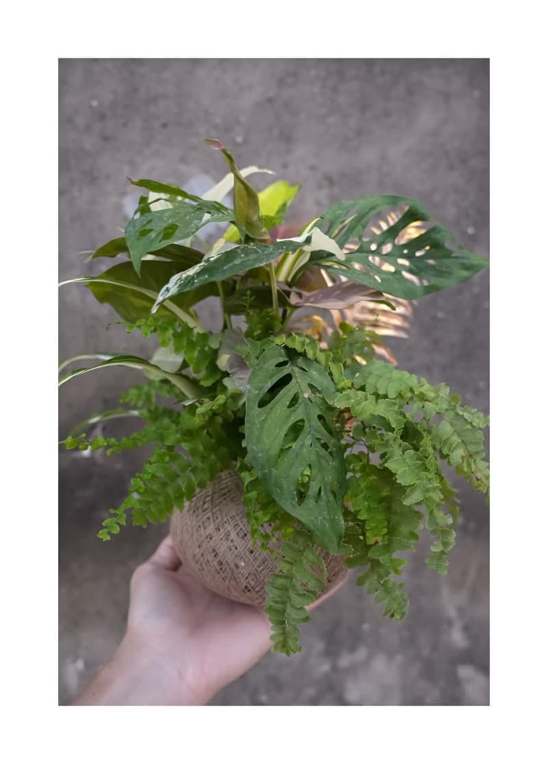 植物球 Pro Max