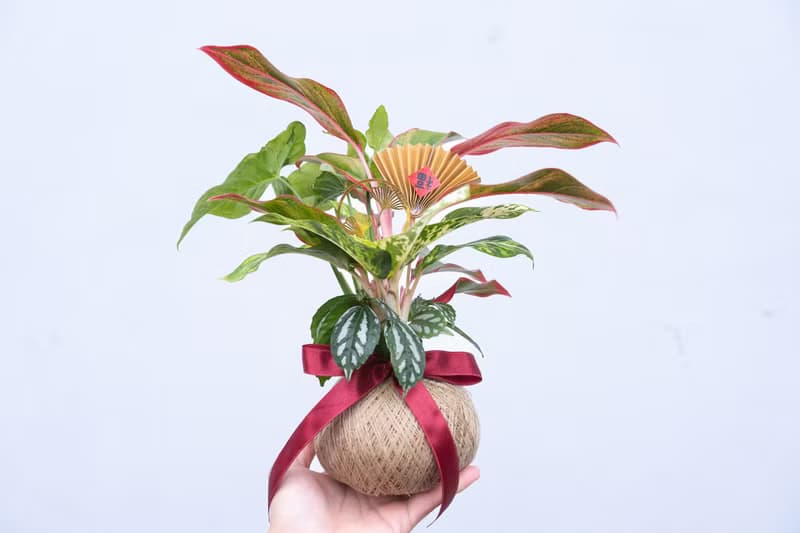 植物球 Pro Max