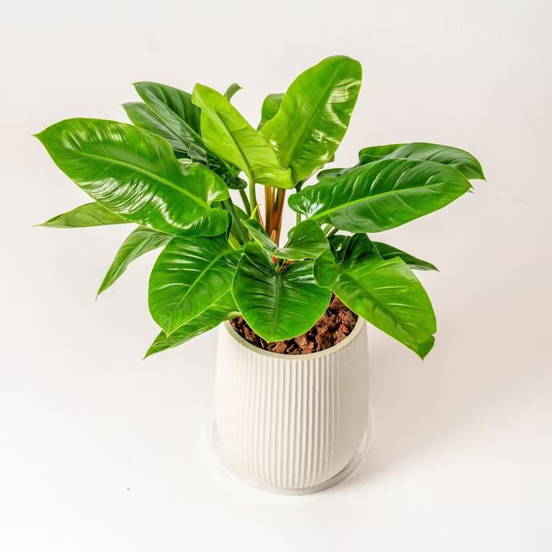 綠帝王落地盆栽 直條紋湛白圓盆 落地盆栽禮 開幕送禮 植栽