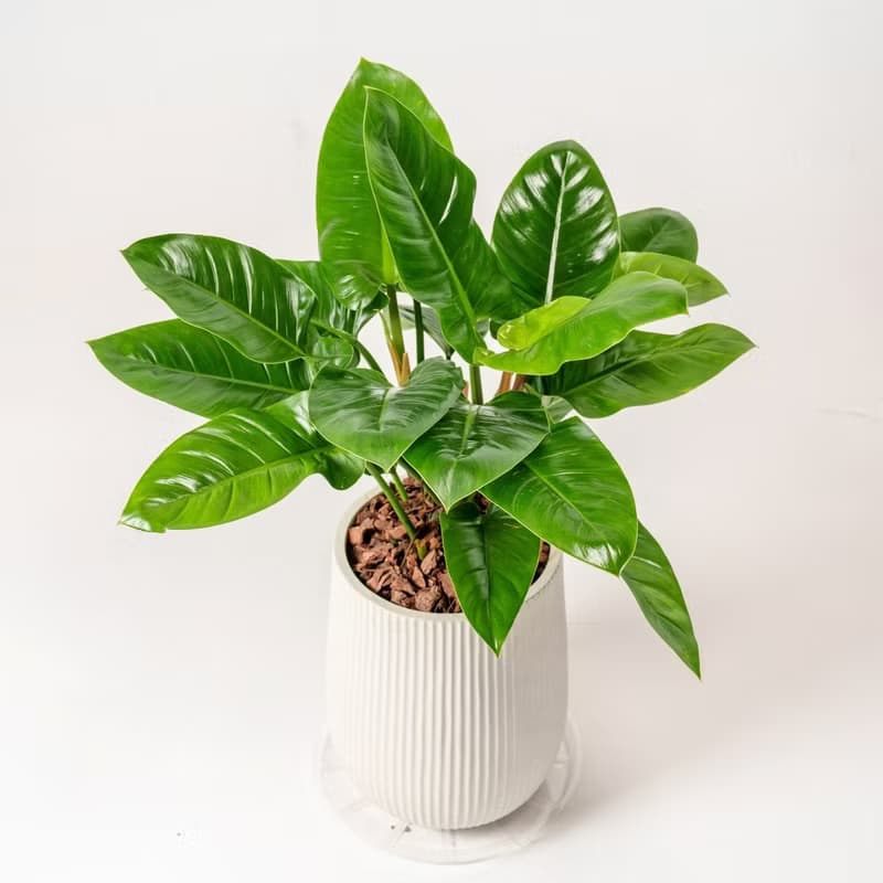綠帝王落地盆栽 直條紋湛白圓盆 落地盆栽禮 開幕送禮 植栽