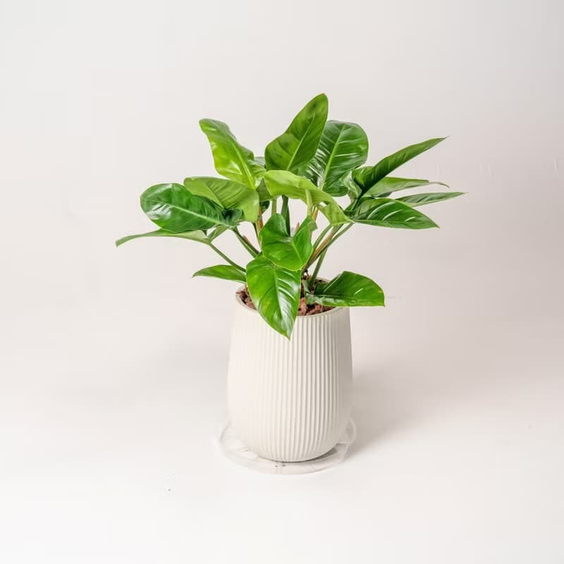 綠帝王落地盆栽 直條紋湛白圓盆 落地盆栽禮 開幕送禮 植栽