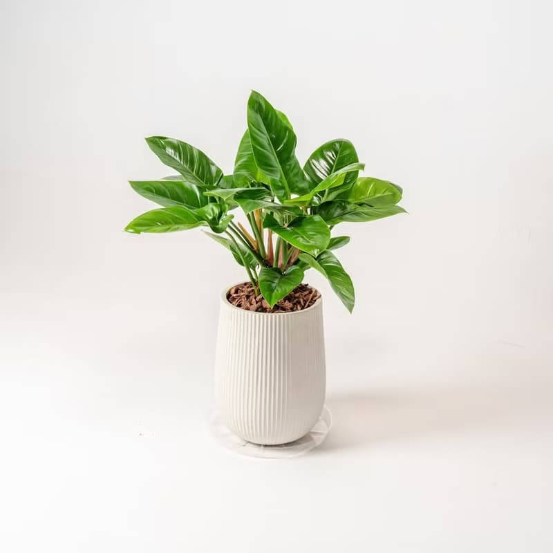 綠帝王落地盆栽 直條紋湛白圓盆 落地盆栽禮 開幕送禮 植栽