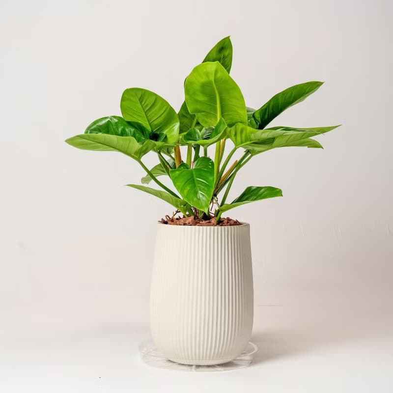 綠帝王落地盆栽 直條紋湛白圓盆 落地盆栽禮 開幕送禮 植栽