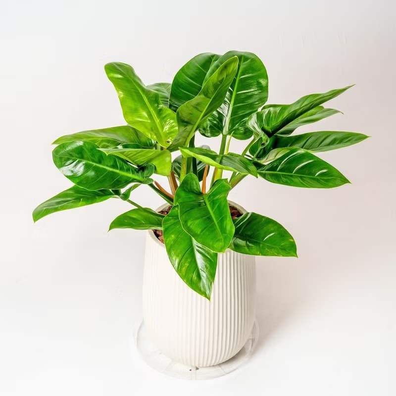 綠帝王落地盆栽 直條紋湛白圓盆 落地盆栽禮 開幕送禮 植栽