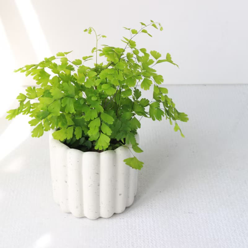 植栽 盆栽 l 鐵線蕨  手指餅乾水泥盆  浪漫系葉片 手工 散光