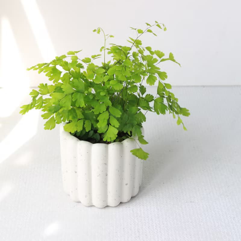 植栽 盆栽 l 鐵線蕨  手指餅乾水泥盆  浪漫系葉片 手工 散光