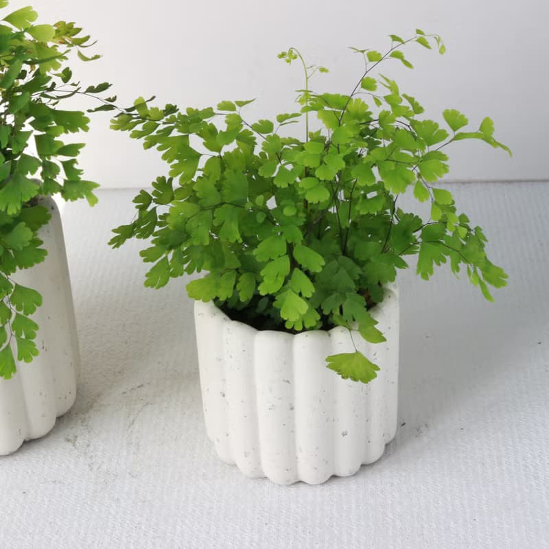 植栽 盆栽 l 鐵線蕨  手指餅乾水泥盆  浪漫系葉片 手工 散光